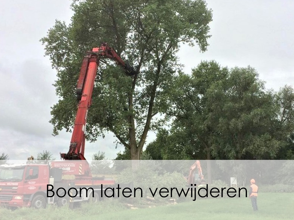 Boom laten verwijderen