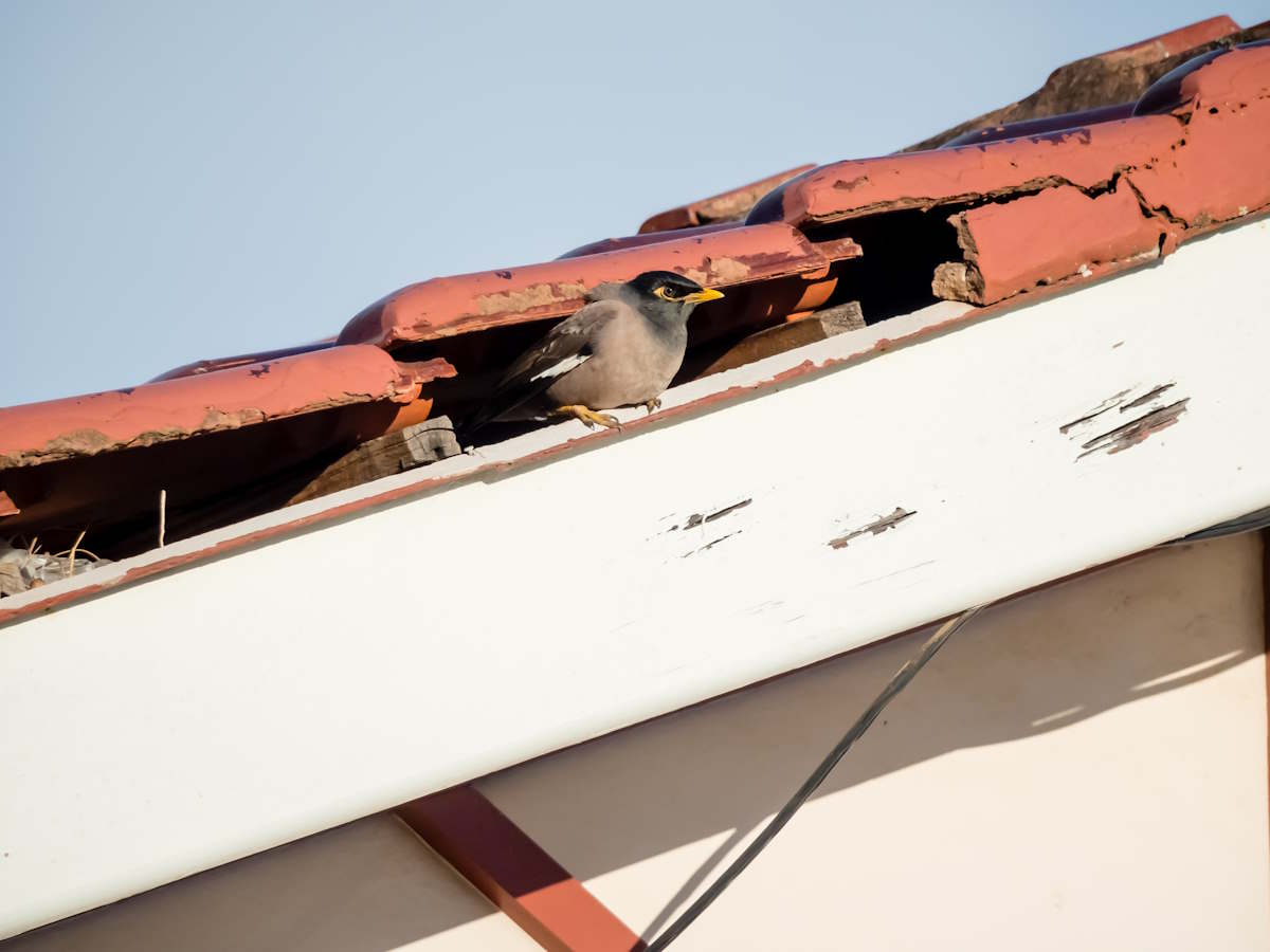 Vogelnest verwijderen kosten