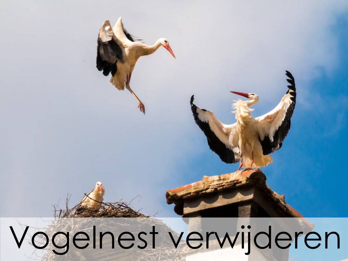 Vogelnest verwijderen kosten