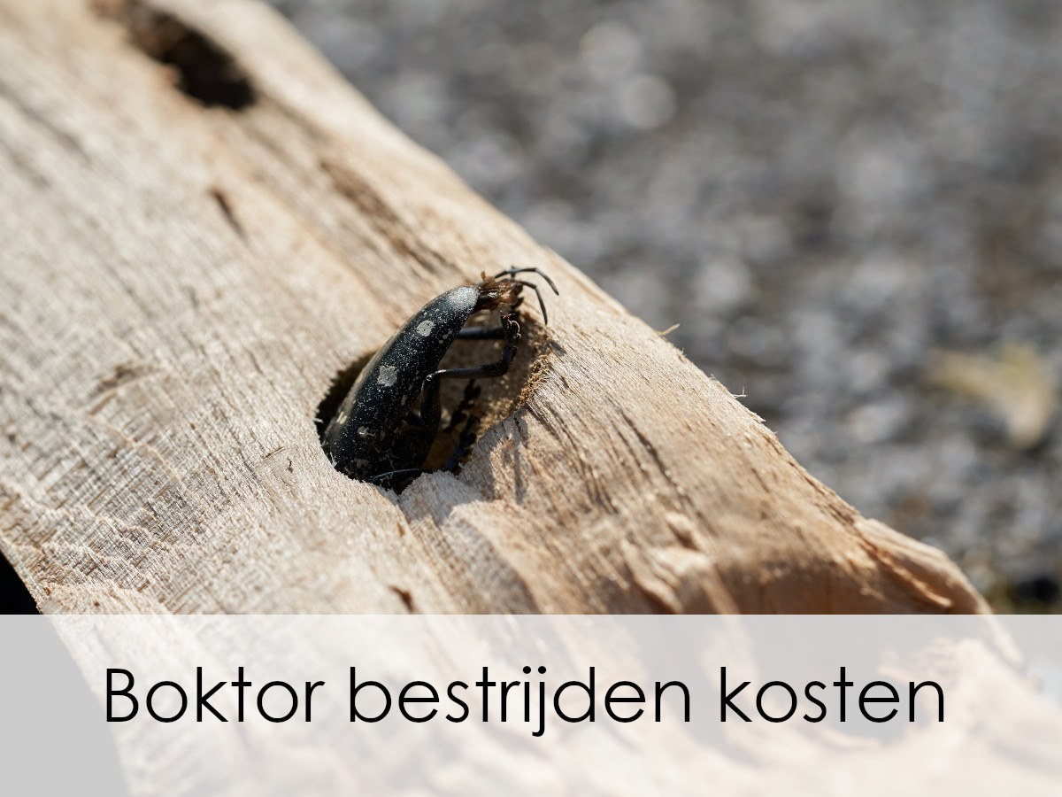 boktor in hout bestrijden kosten