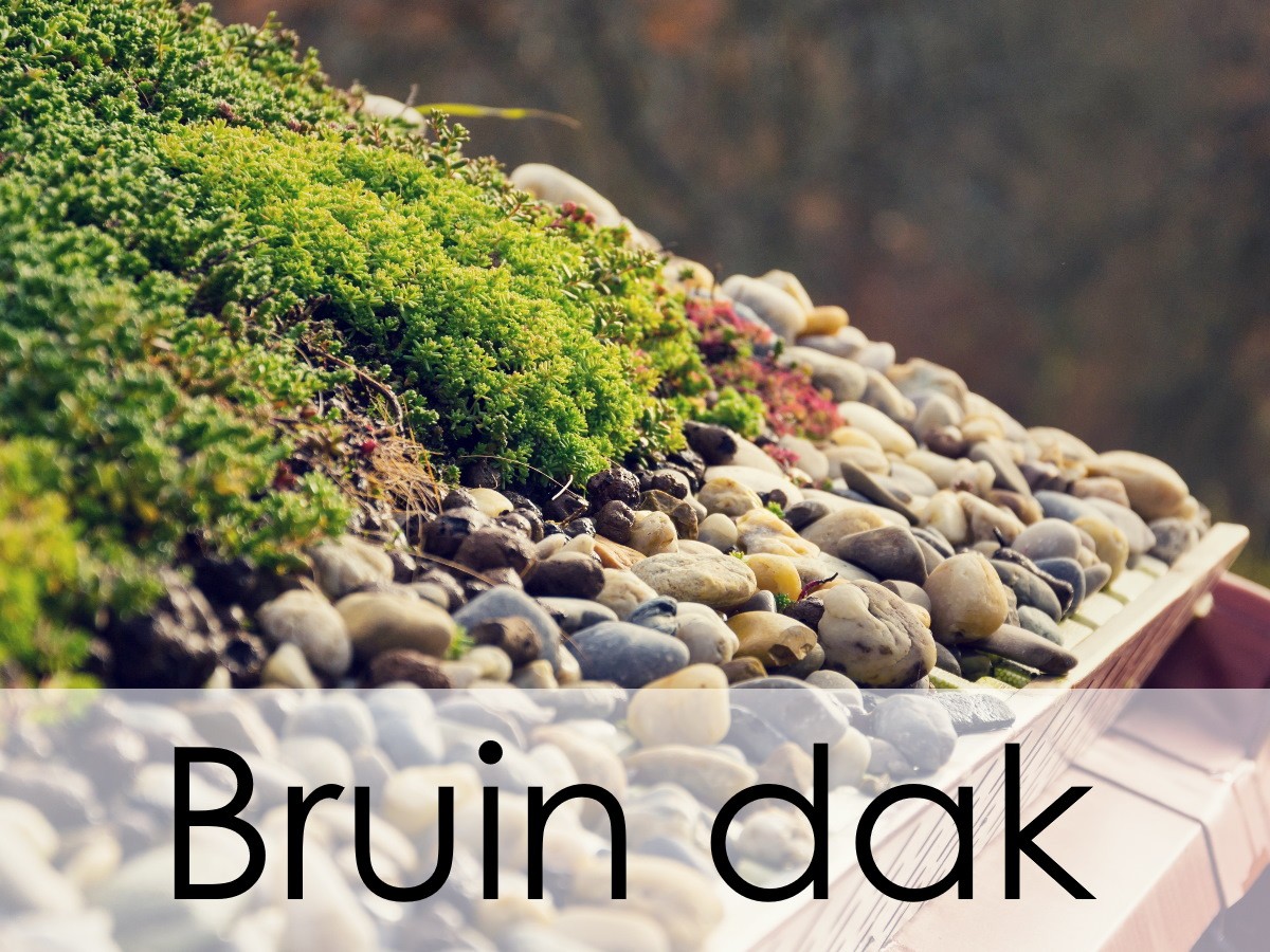 bruin dak