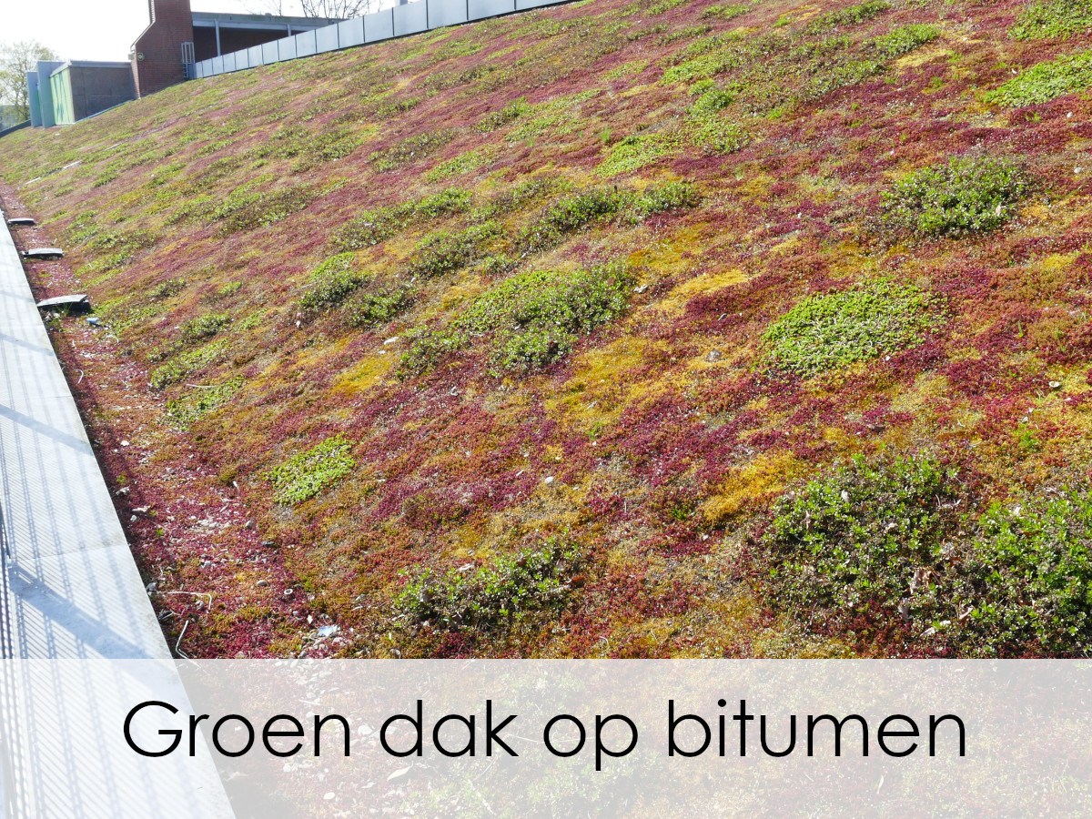 groen dak op bitumen geplaatst