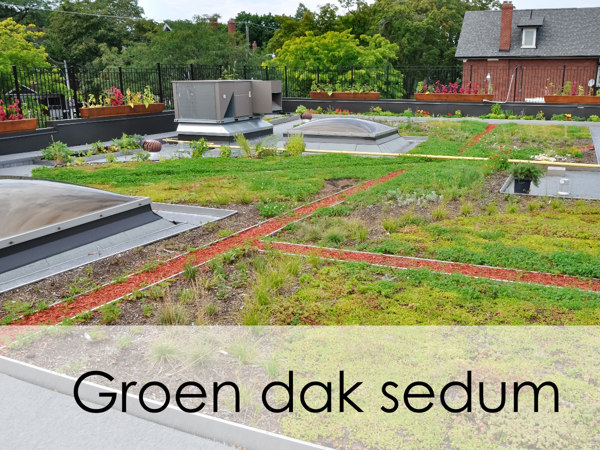 groen dak sedum