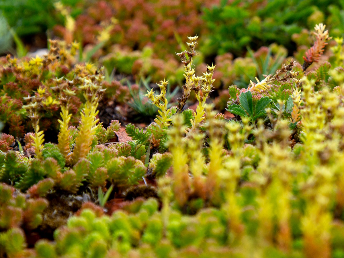 groendak sedumplanten