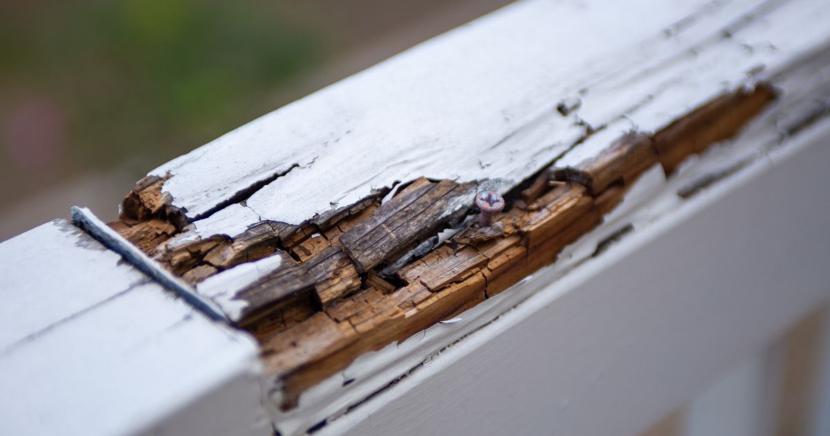 houtrot reparatie - door houtrot barst het hout en versplintert het, waardoor de vijzen zichtbaar worden