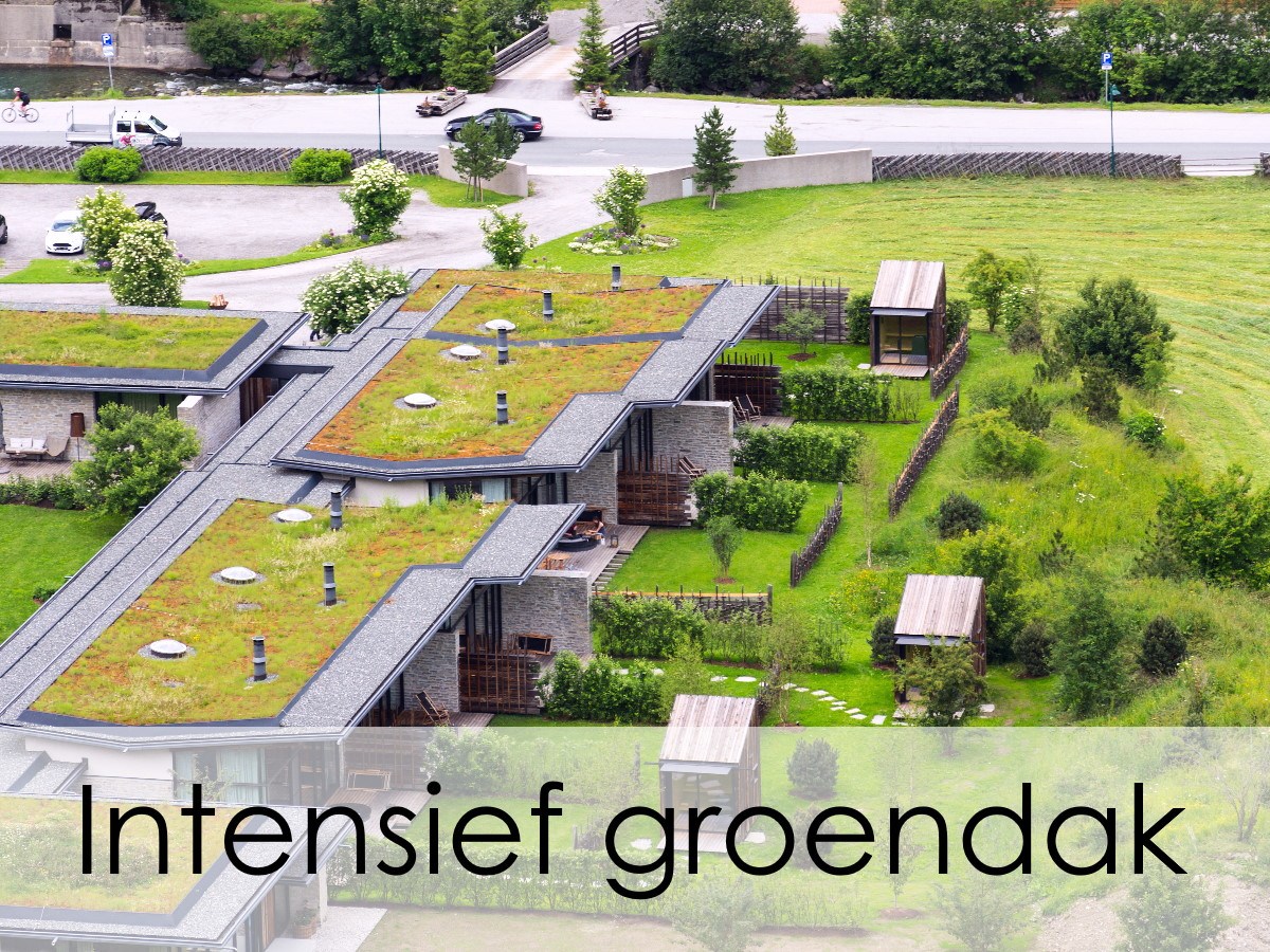 intensief groendak op huizen