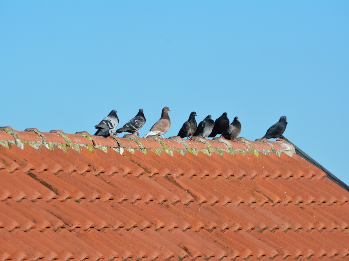 duiven op een dak van keramische dakpannen