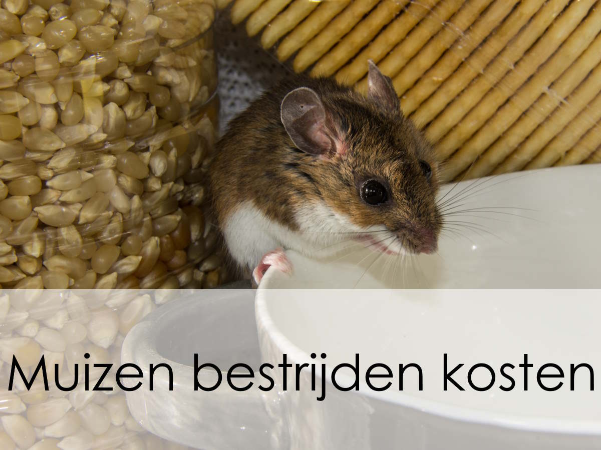 muizen bestrijden kosten