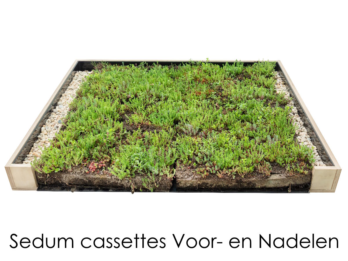 sedum cassettes voor en nadelen