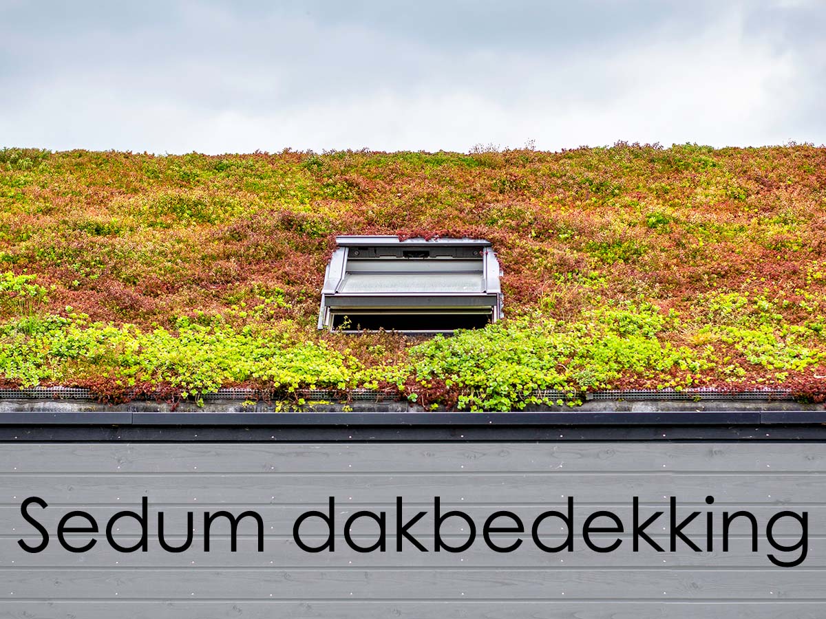 sedum-dakbedekking