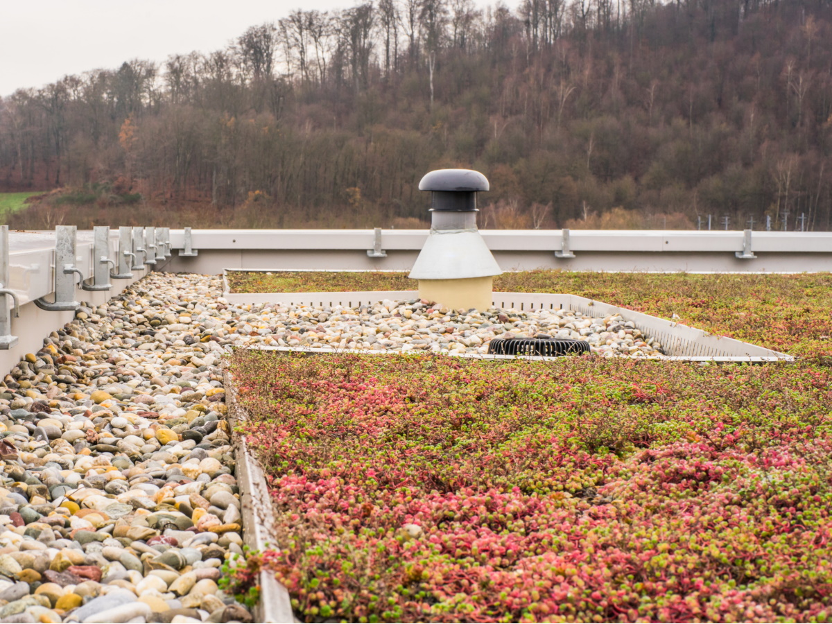 sedum op een plat dak