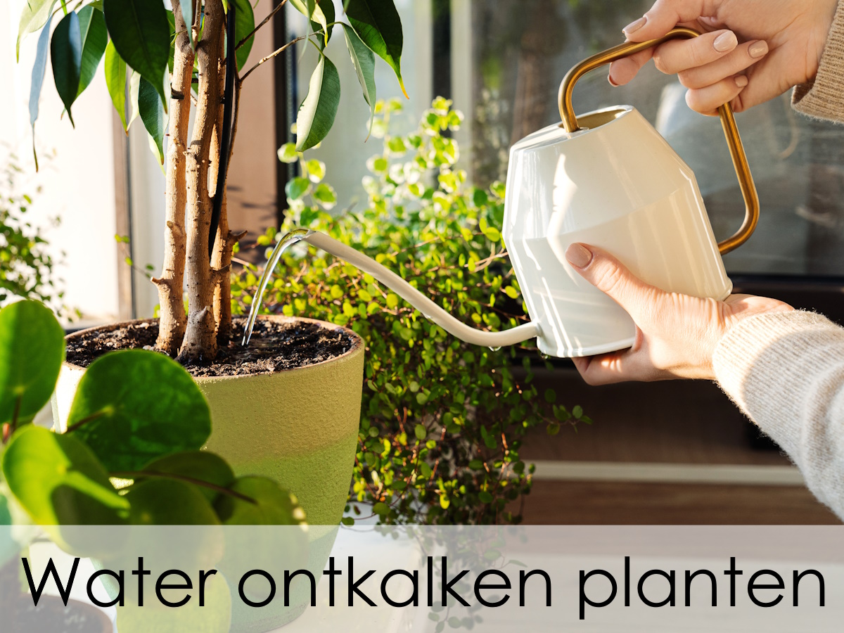 water ontkalken planten